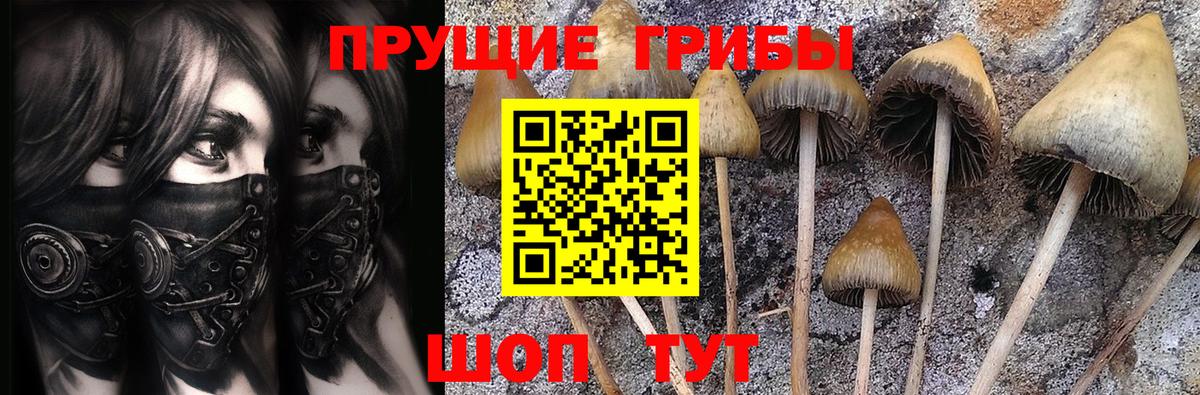 цены   Вход с VPN  Ленинск-Кузнецкий  Галлюциногенные грибы Psilocybine cubensis 